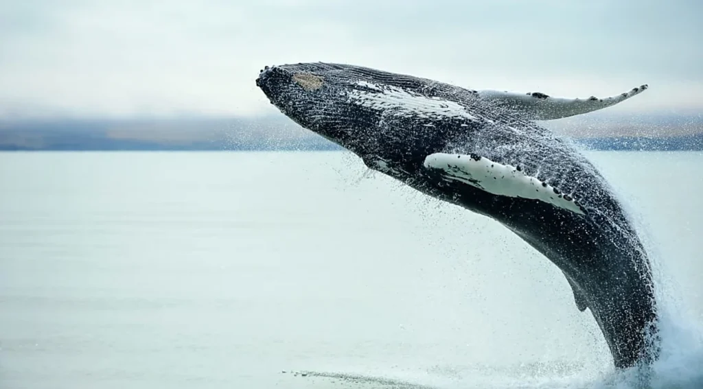 Baleia-jubarte (Megaptera novaeangliae) realizando um salto espetacular fora da água, comportamento conhecido como breaching. A observação de baleias é uma das experiências de natureza mais procuradas na Islândia, especialmente em destinos como Húsavík e Akureyri, onde passeios marítimos permitem avistar diferentes espécies de cetáceos no Atlântico Norte.