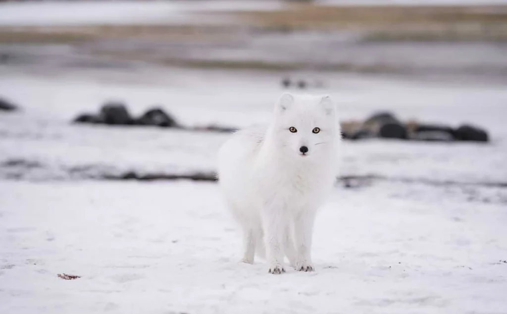Raposa-do-ártico (Vulpes lagopus), o único mamífero terrestre nativo da Islândia, fotografada com sua característica pelagem branca de inverno. Adaptada às temperaturas extremas do Ártico, essa espécie utiliza a pelagem espessa como isolamento térmico e camuflagem nas paisagens nevadas islandesas.