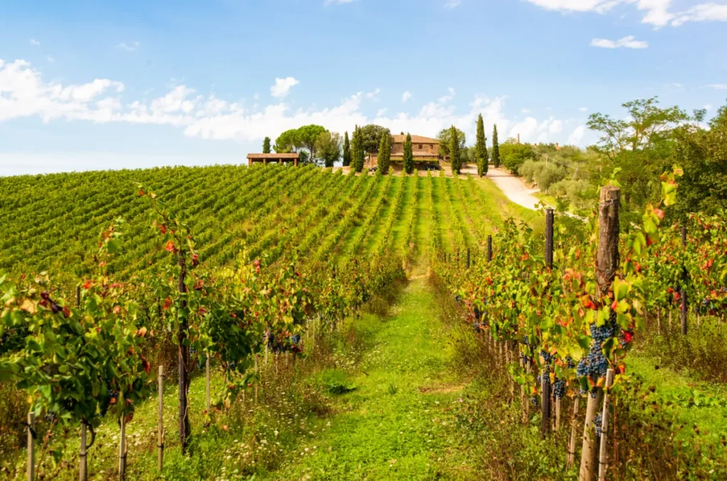Vinhedos nas colinas da Toscana, região italiana conhecida pela tradição vinícola, propriedades rurais e paisagens com ciprestes.