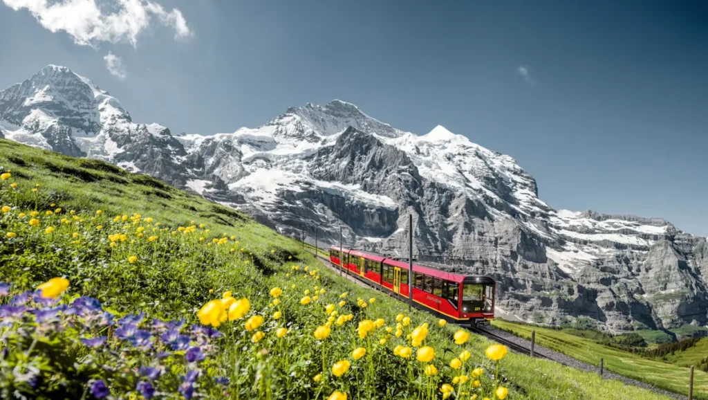 Trem vermelho da ferrovia Wengernalpbahn percorrendo uma encosta verde coberta por flores silvestres amarelas e roxas na região de Jungfrau, nos Alpes Berneses. Ao fundo, montanhas monumentais apresentam encostas rochosas, geleiras e picos cobertos de neve sob um céu azul. A ferrovia conecta destinos turísticos como Lauterbrunnen, Wengen, Kleine Scheidegg e Grindelwald, oferecendo algumas das viagens ferroviárias mais cênicas da Suíça. A paisagem combina a beleza da primavera e do verão alpino com a tradição dos trens de montanha suíços.